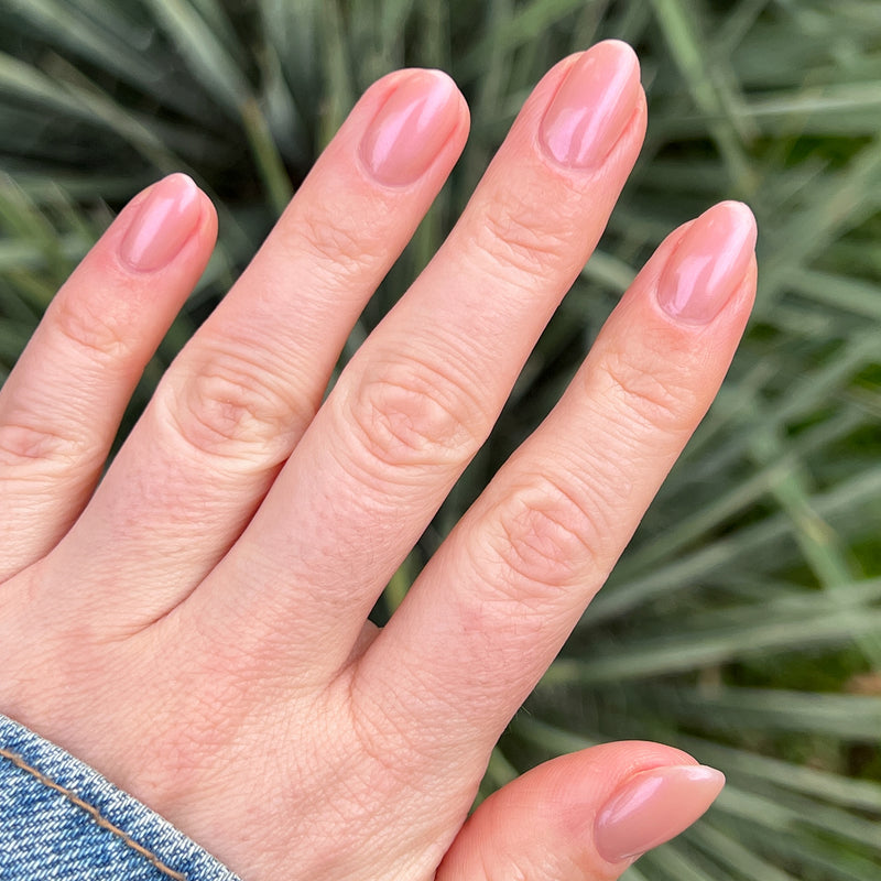 picture of Sandy Scallop