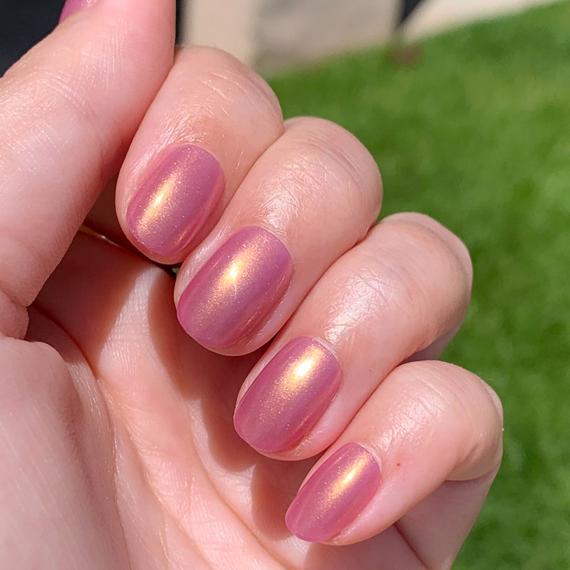 picture of Baby Starfish | Round | Extra Short