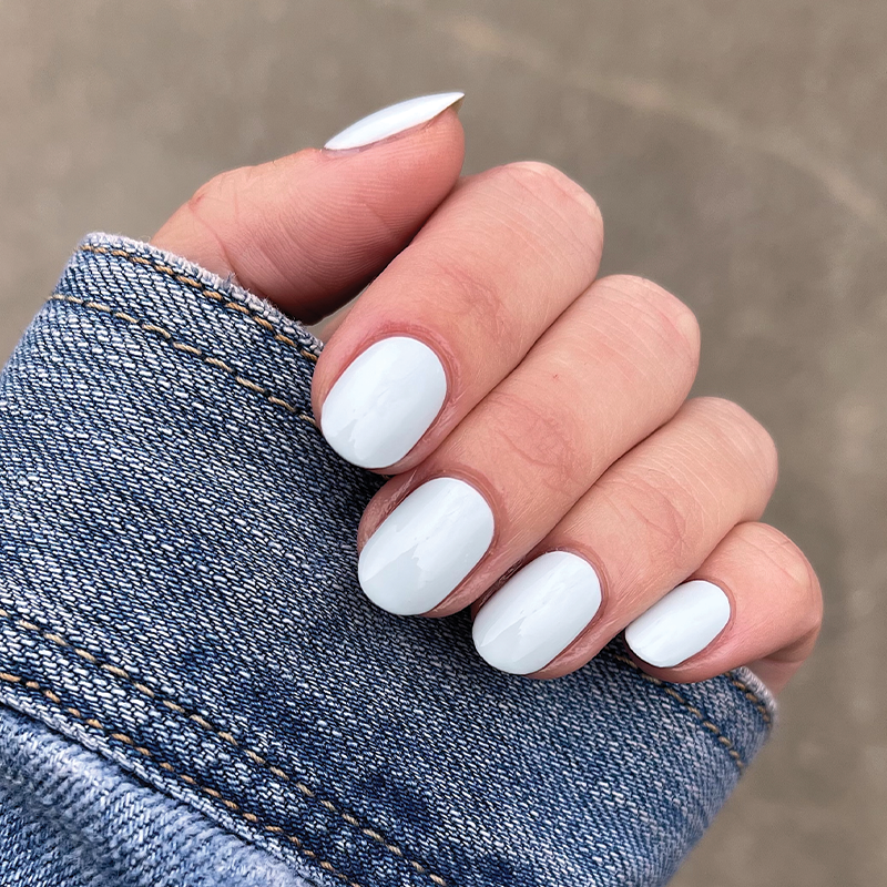 picture of Angelfish